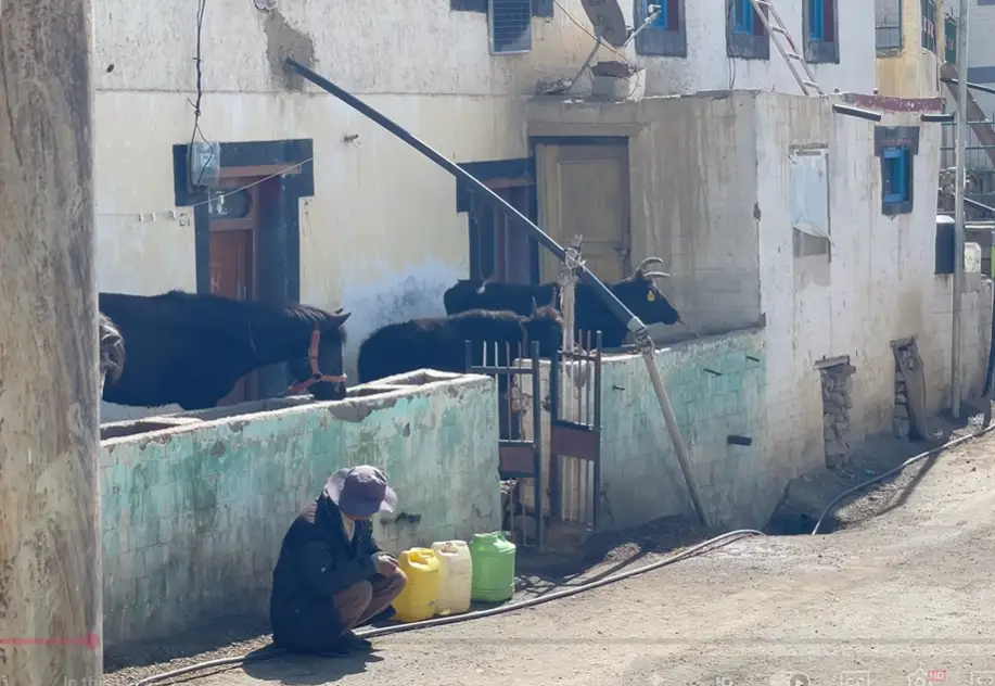 Yaks beside traditional houses while a resident works with water containers in Mudh village
