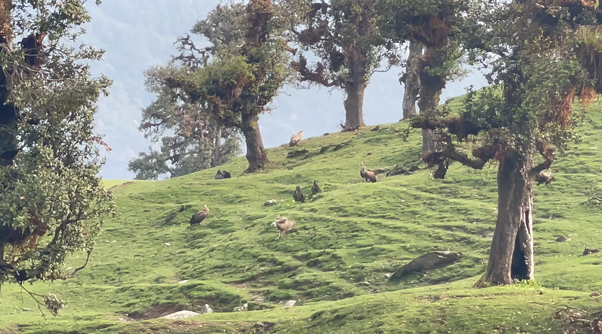 Several large birds scattered across a green meadow among trees