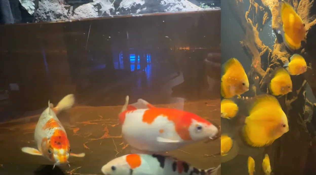 Koi and yellow aquarium fish photographed during dinner at Mongabay Gurgaon