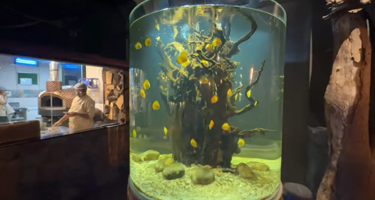 Tall cylindrical aquarium filled with yellow fish beside the Mongabay Gurgaon kitchen