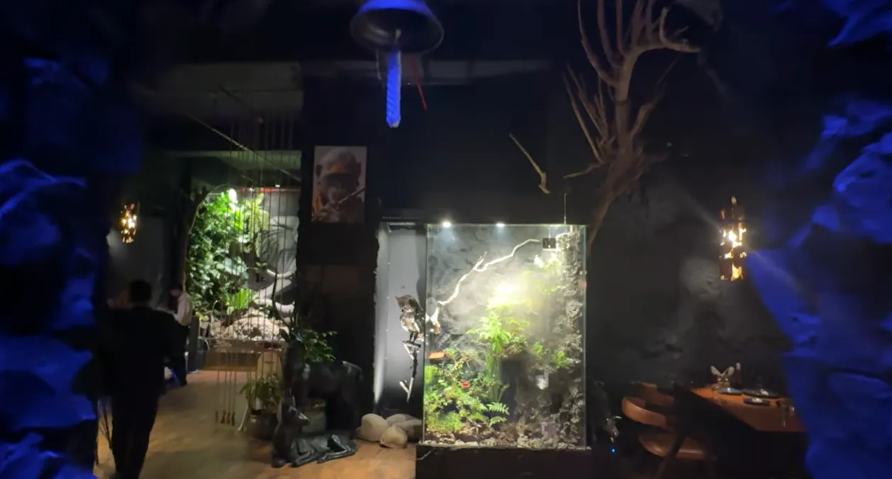 Dark forest-themed dining area with a lit plant display inside Mongabay Gurgaon
